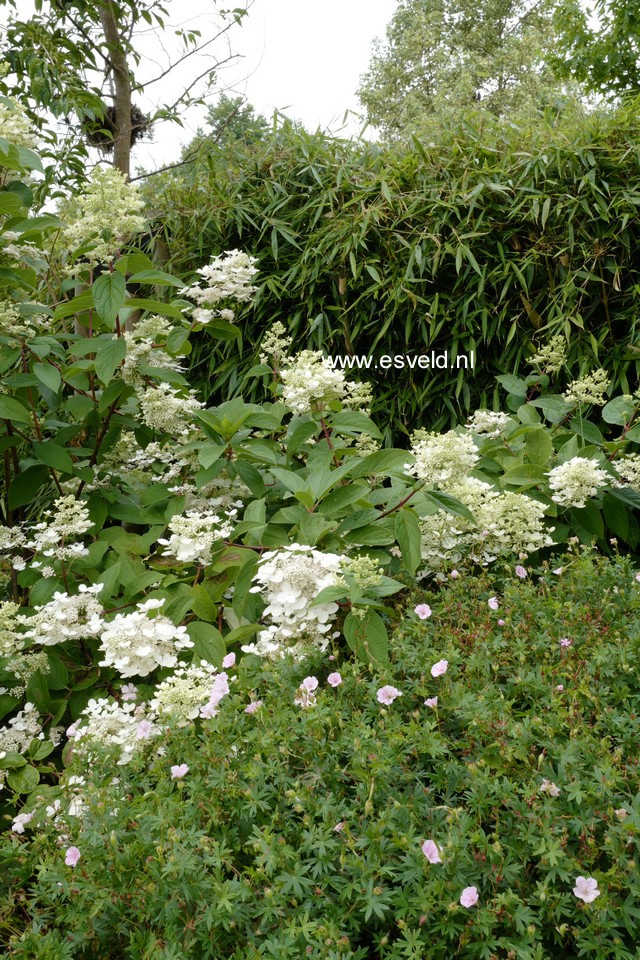 Hydrangea paniculata 'Wim's Red'