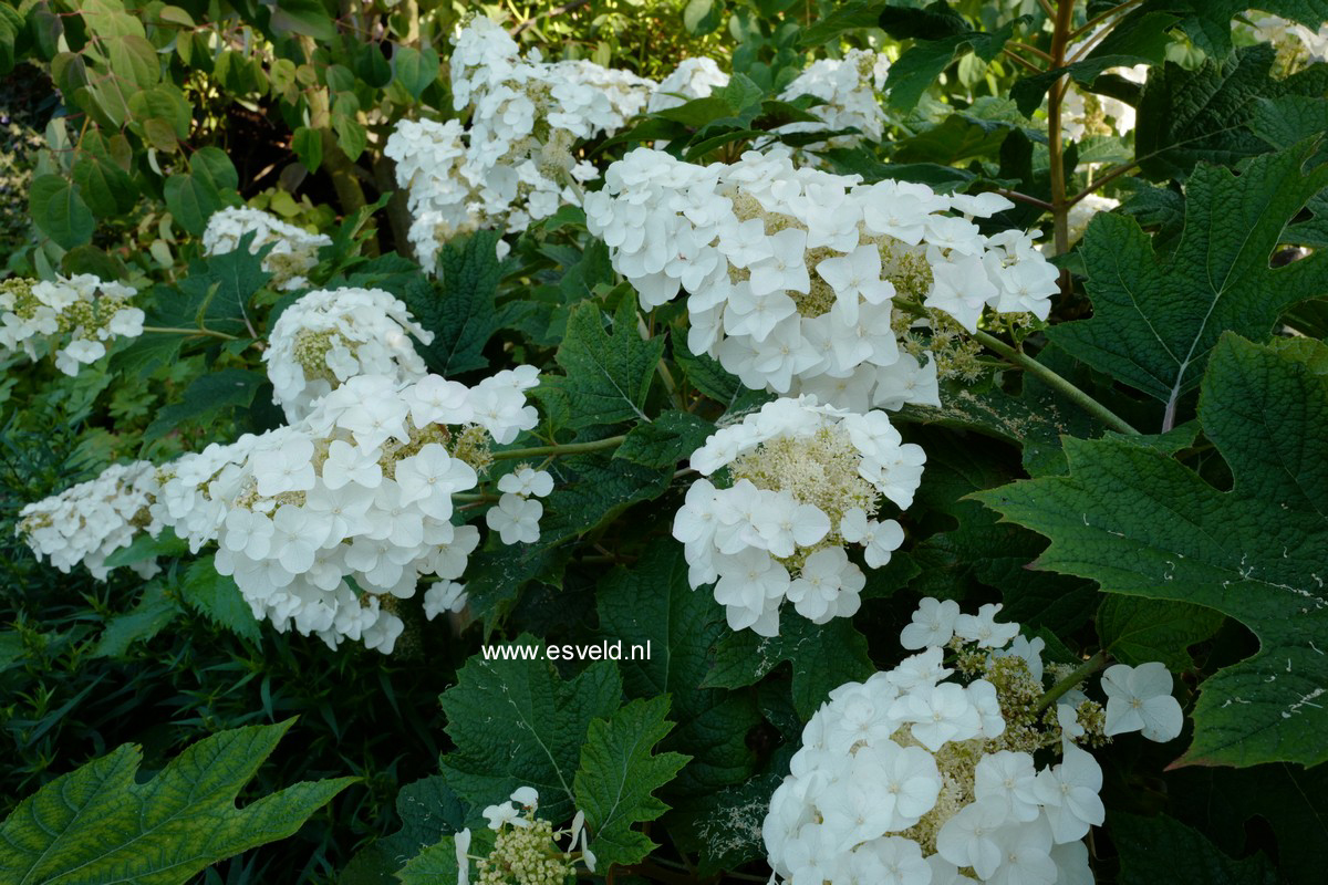 Hydrangea quercifolia 'Burgundy'