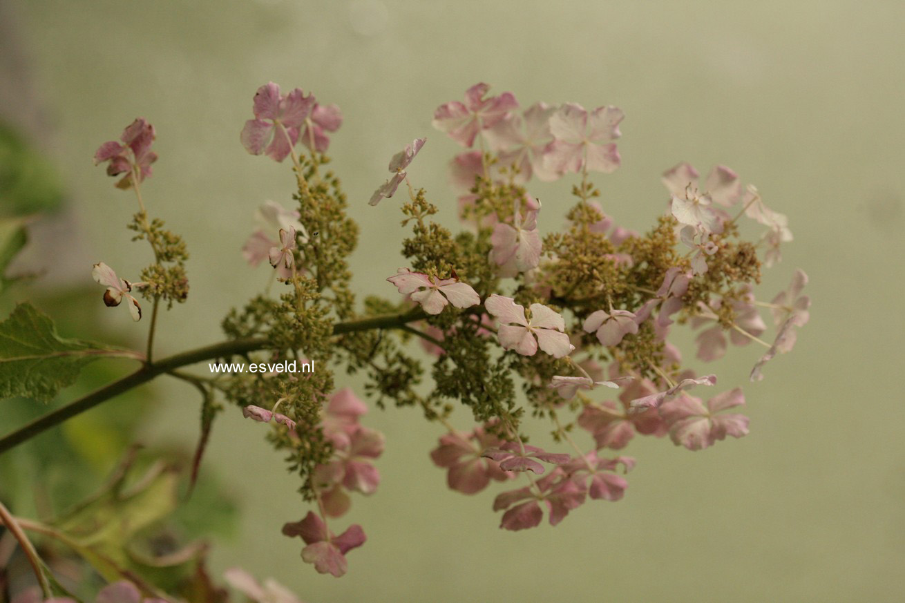 Hydrangea quercifolia 'Haopr010' (ICE CRYSTAL)