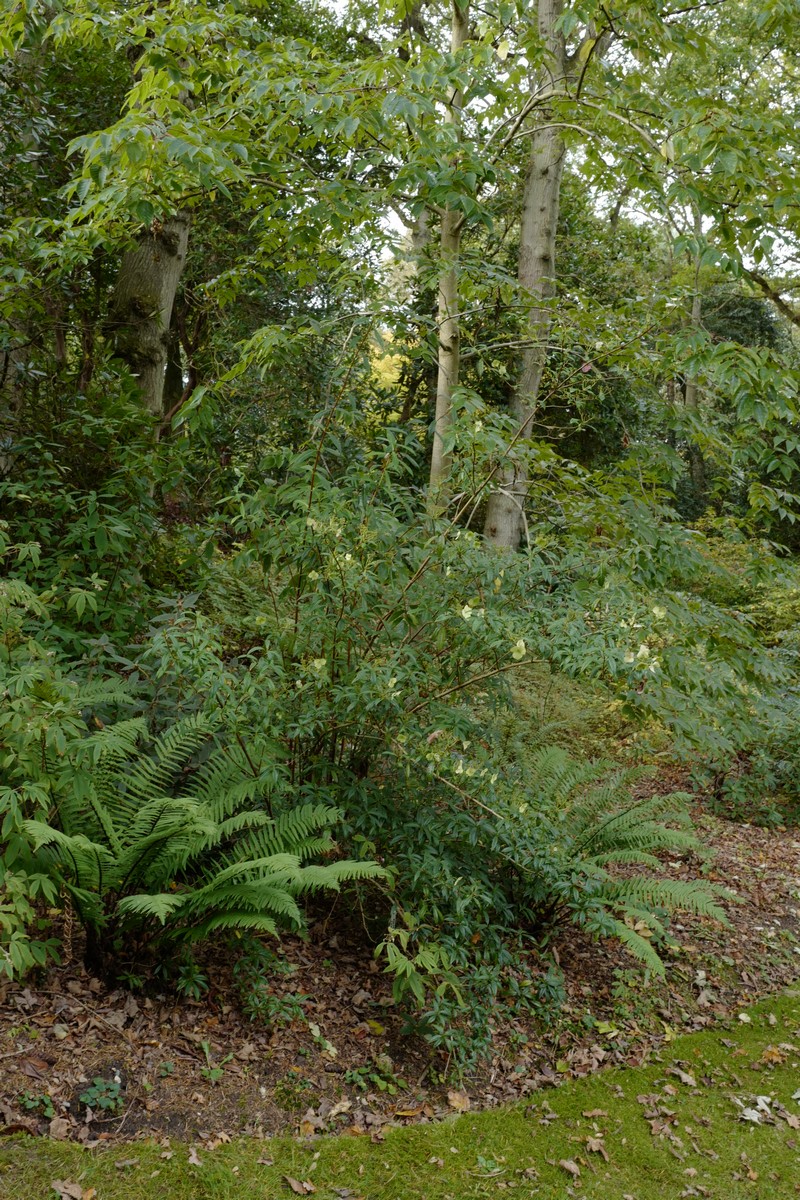 Hydrangea scandens chinensis
