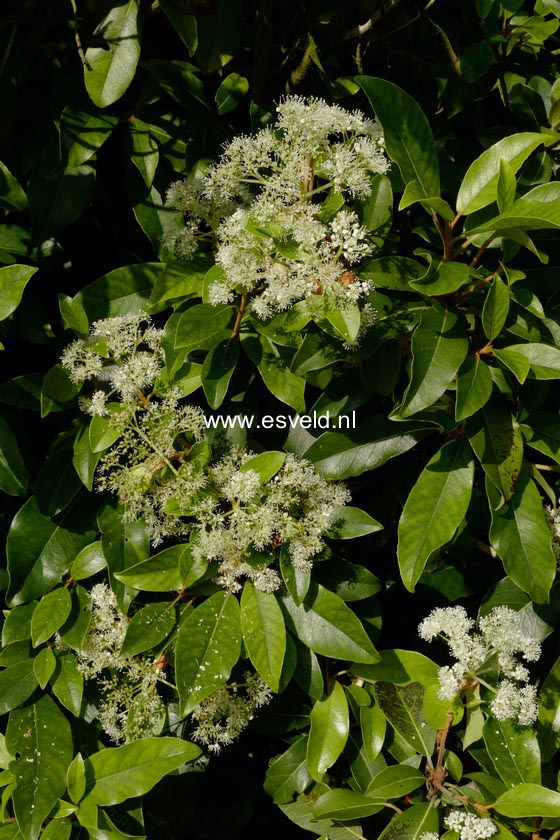 Hydrangea seemannii x serratifolia