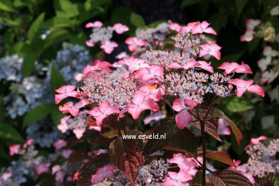 Hydrangea serrata 'Beni-gaku'