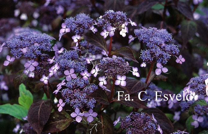 Hydrangea serrata 'Isusai-jaku'