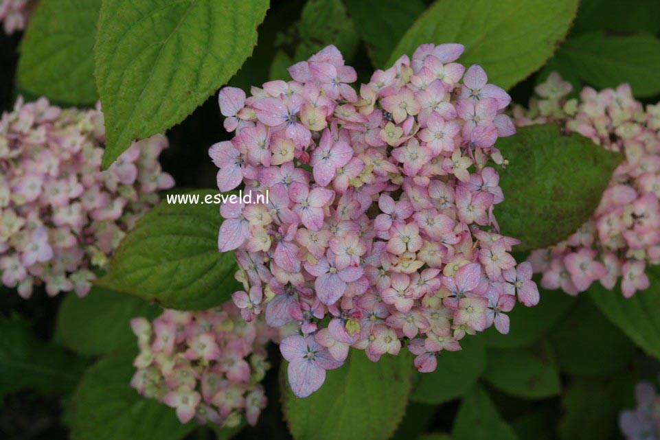 Hydrangea serrata 'Iyo-temari'