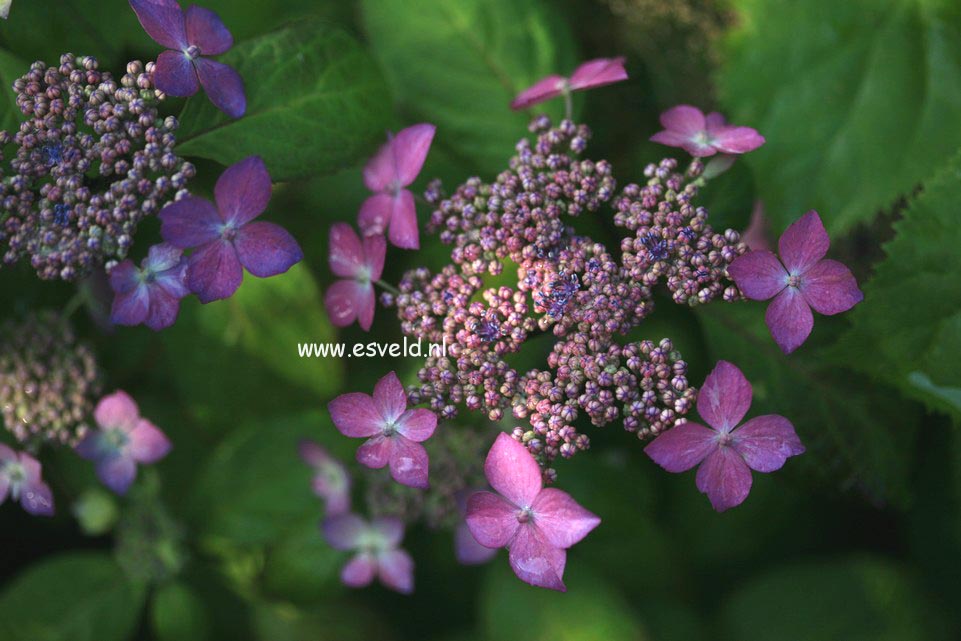 Hydrangea serrata 'Kuro-hime'