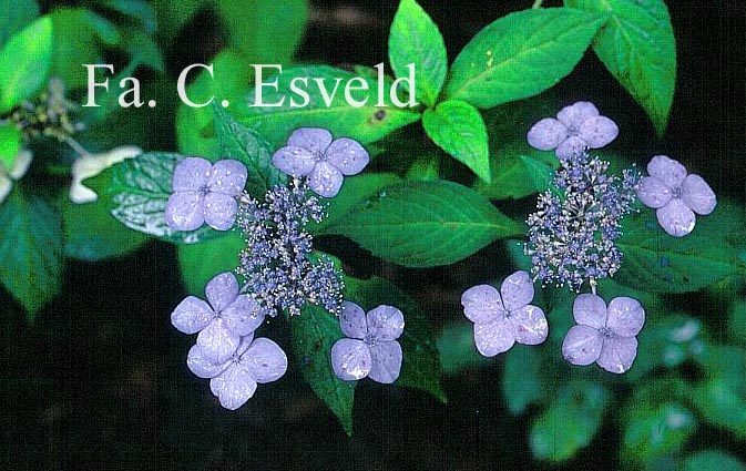 Hydrangea serrata 'Miranda'