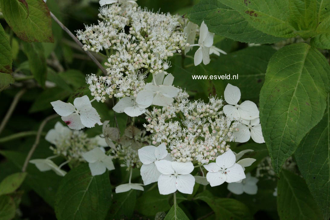 Hydrangea serrata 'Oto-hime'