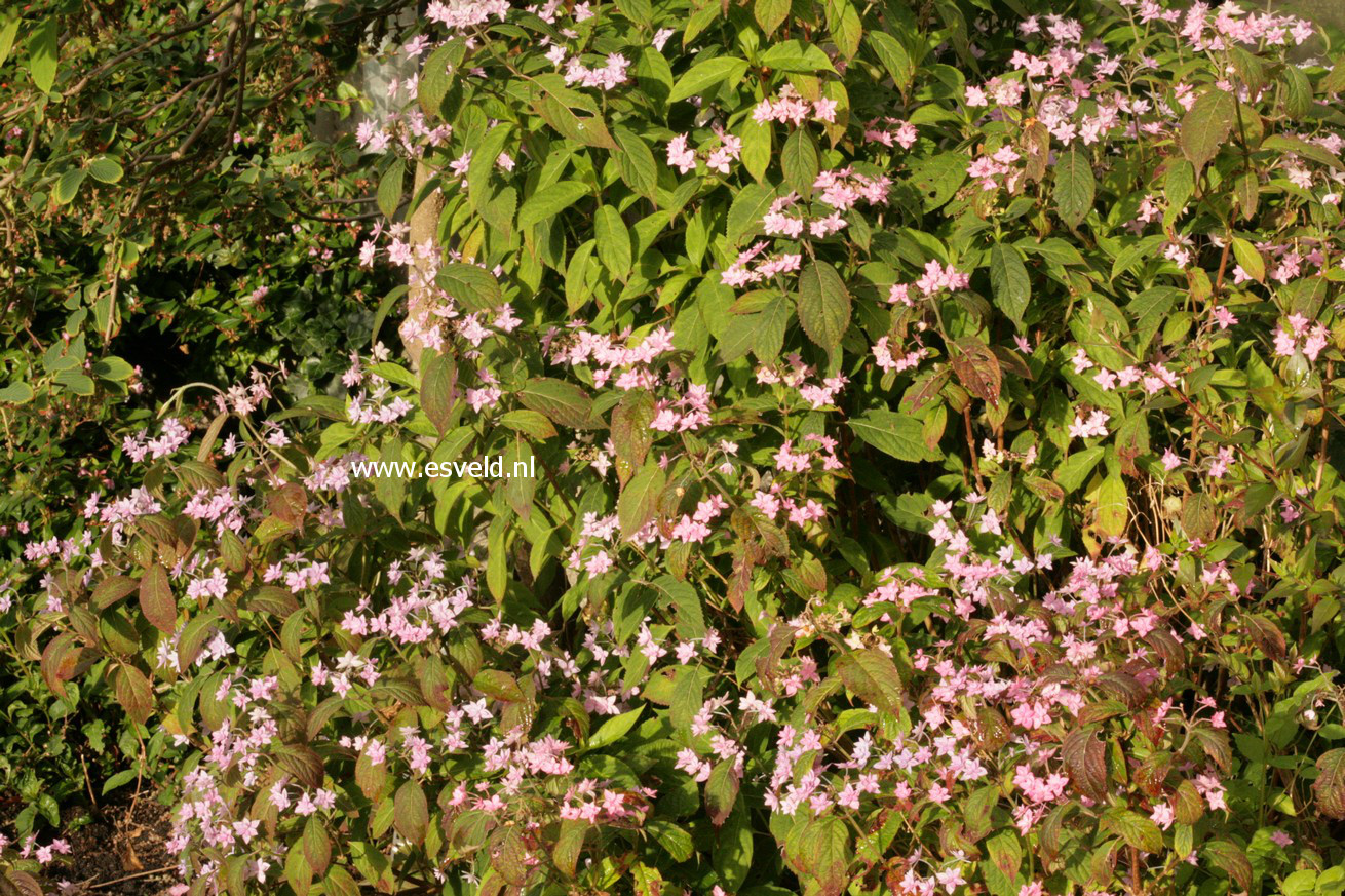 Hydrangea serrata 'Prolifera'