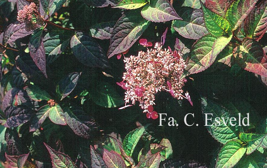 Hydrangea serrata 'Rosalba'