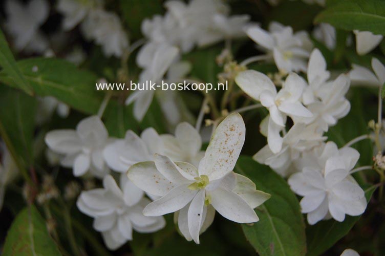 Hydrangea serrata 'Shiro-fuji'