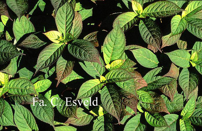 Hydrangea serrata 'Yae-no-amacha'