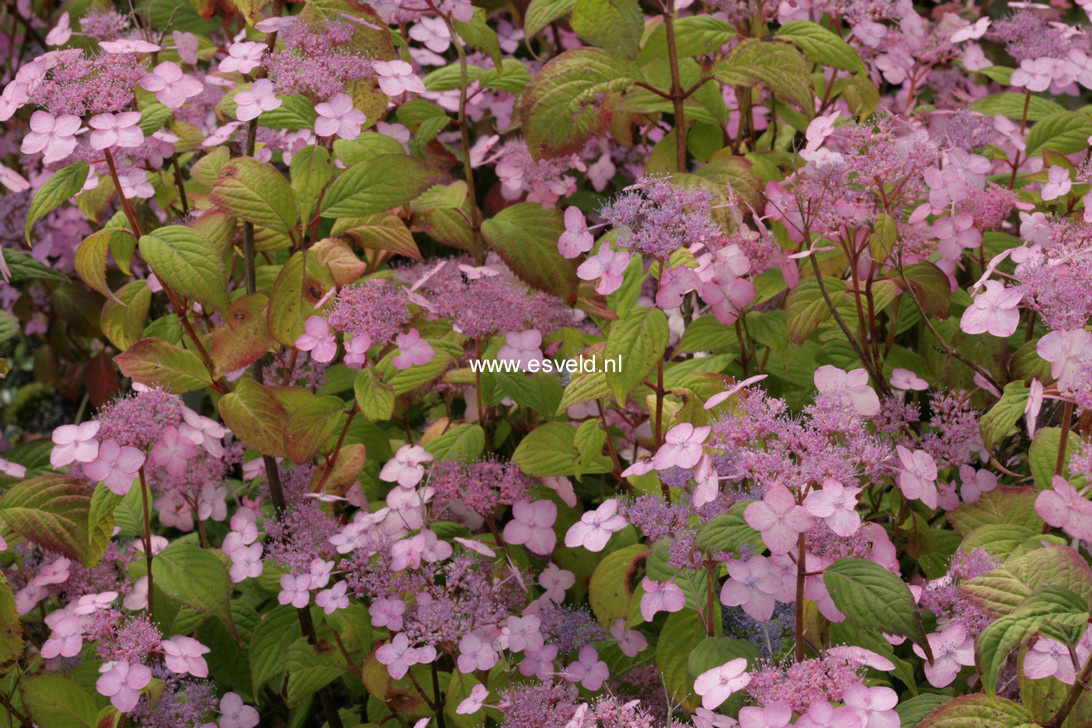 Hydrangea serrata