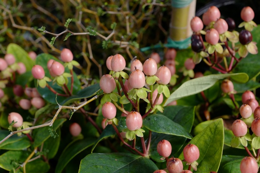 Hypericum inodorum 'Kolmbeau' (MAGICAL BEAUTY)