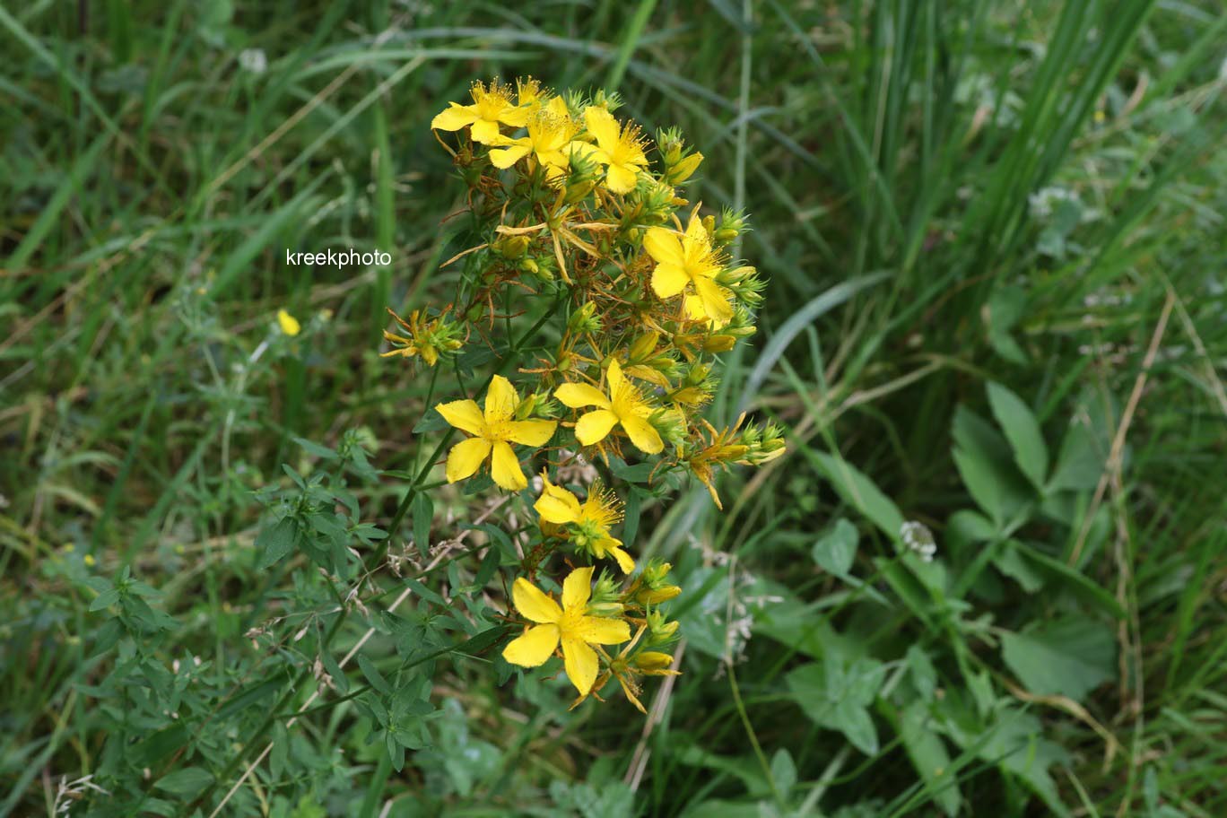 Hypericum perforatum