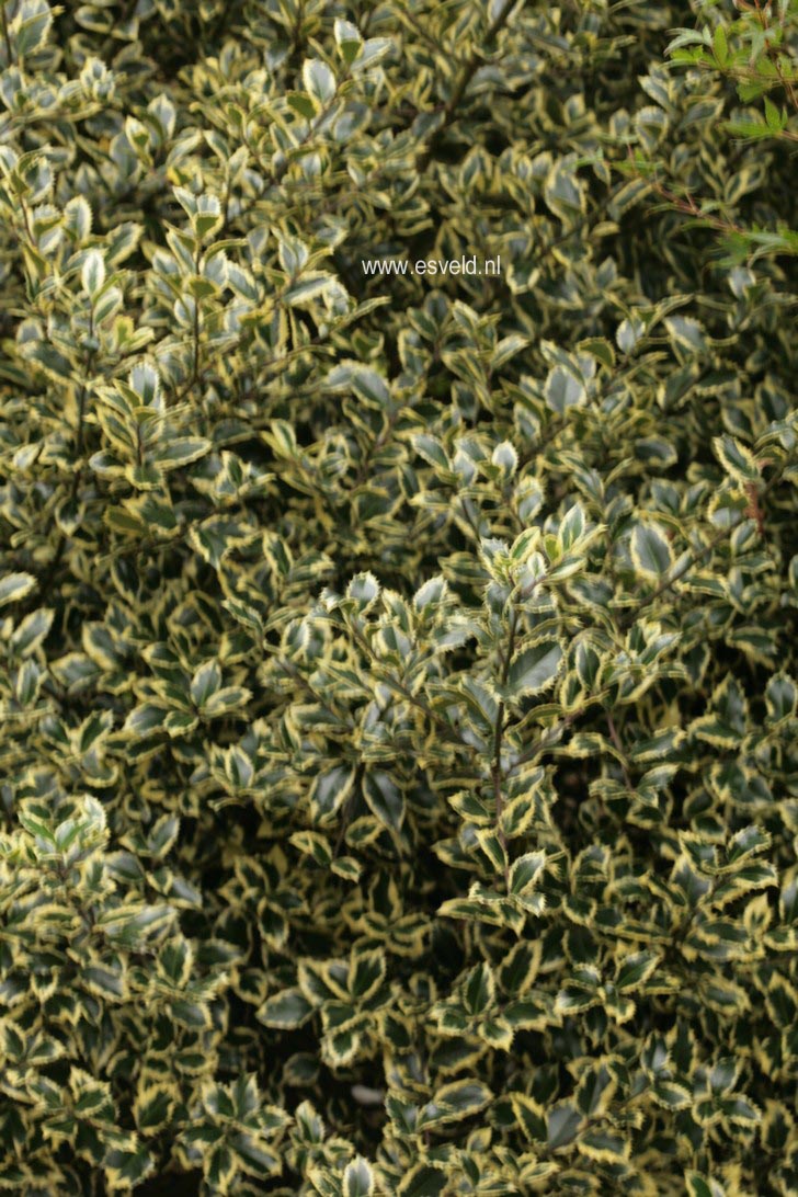 Ilex altaclerensis 'Howick'