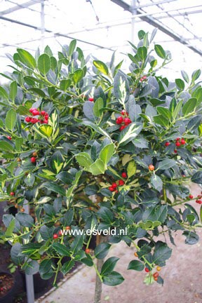 Ilex aquifolium 'Gold Flash'