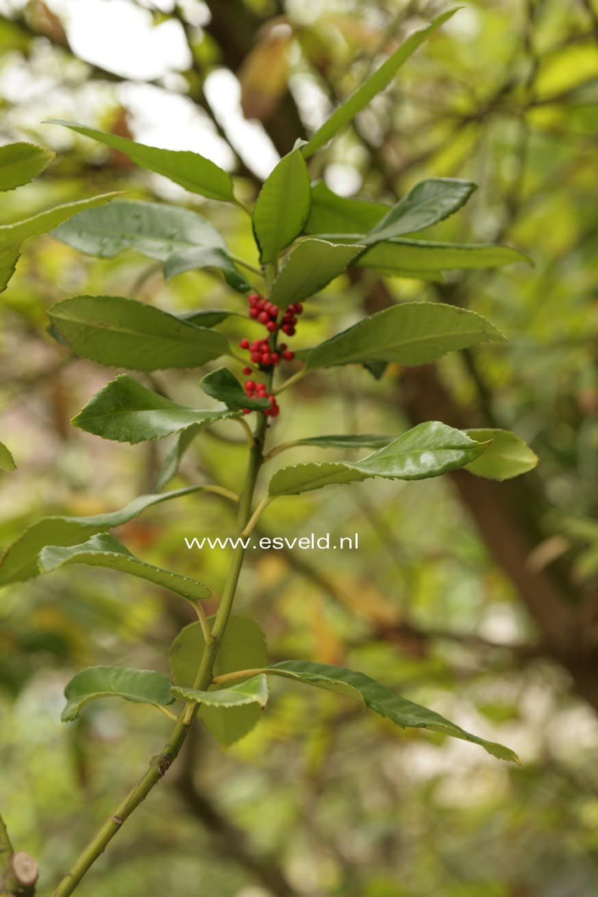 Ilex latifolia
