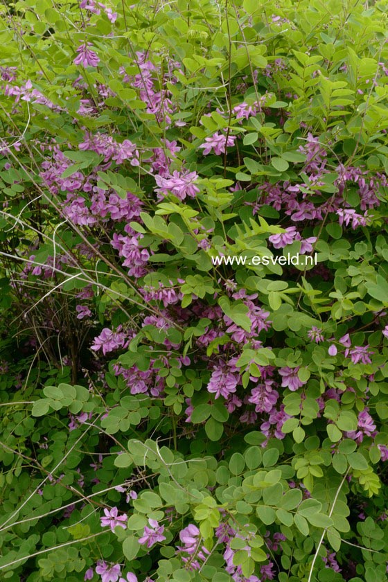 Indigofera kirilowii