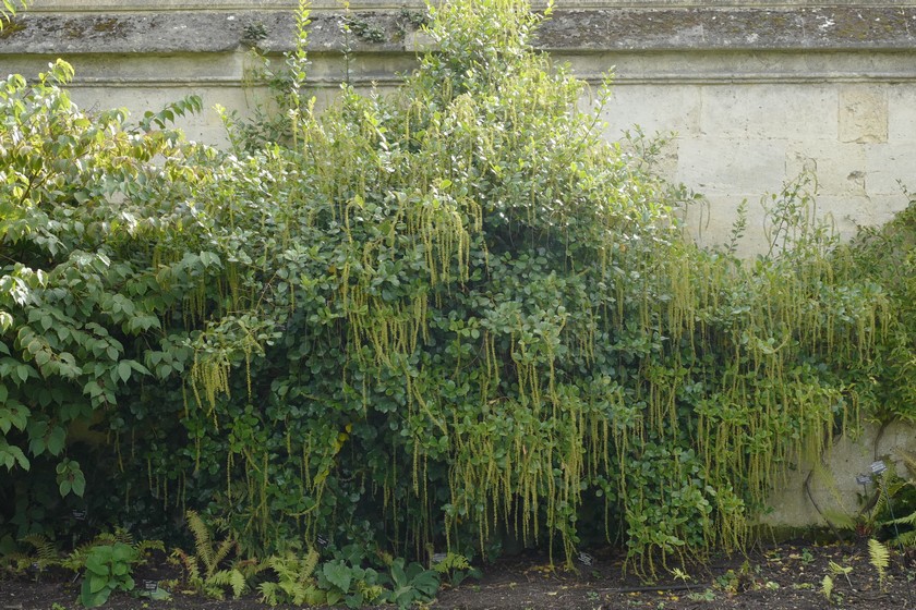 Itea ilicifolia