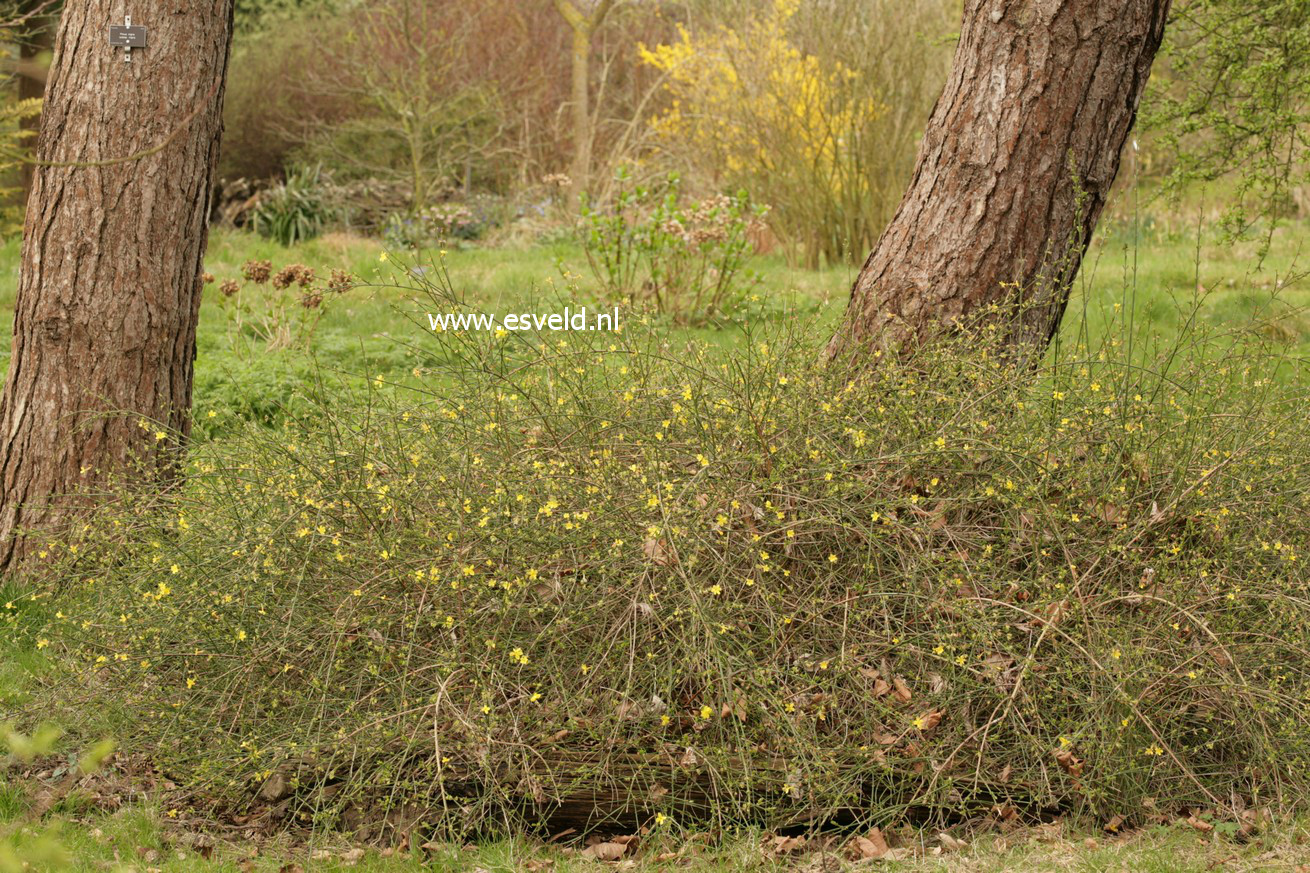 Jasminum nudiflorum