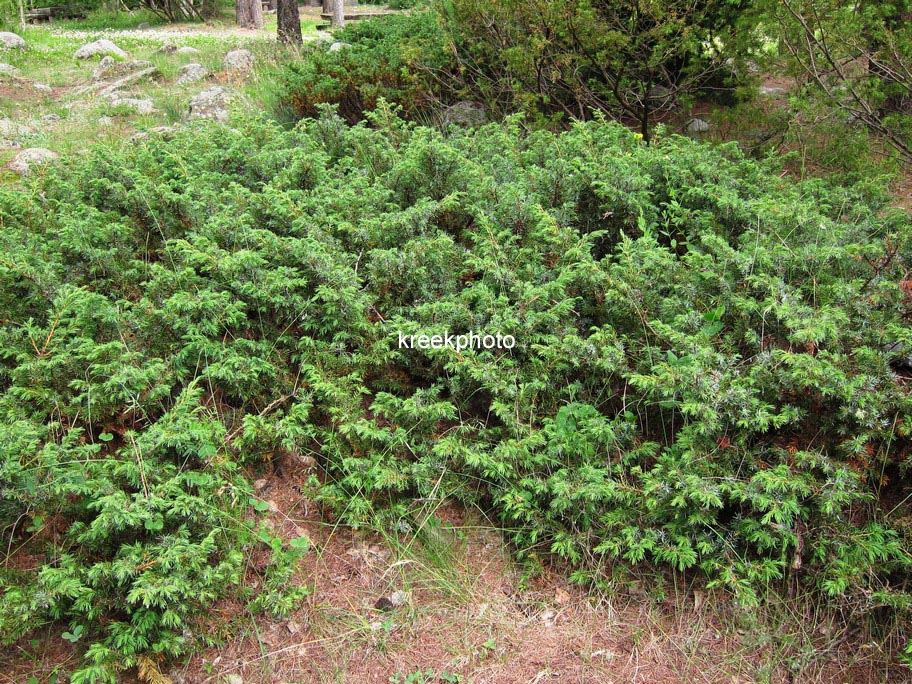 Juniperus communis