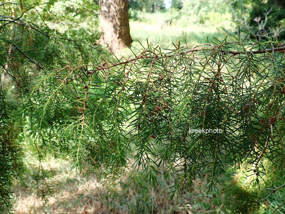 Juniperus rigida