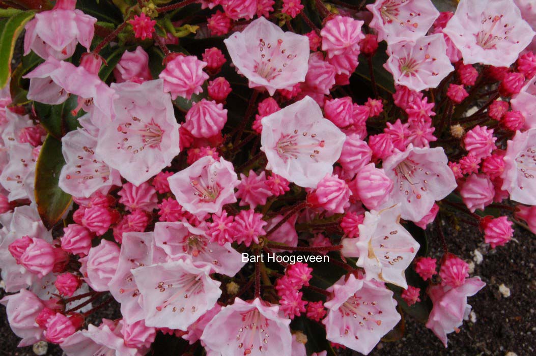 Kalmia latifolia 'Myrtifolia'
