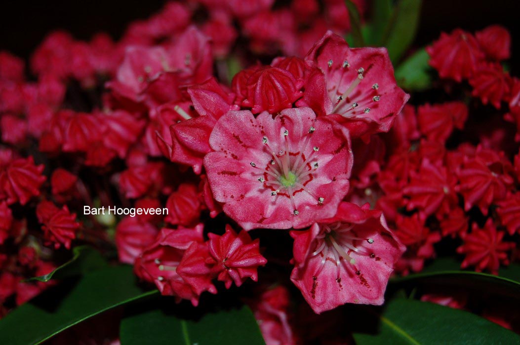 Kalmia latifolia 'Nancy'