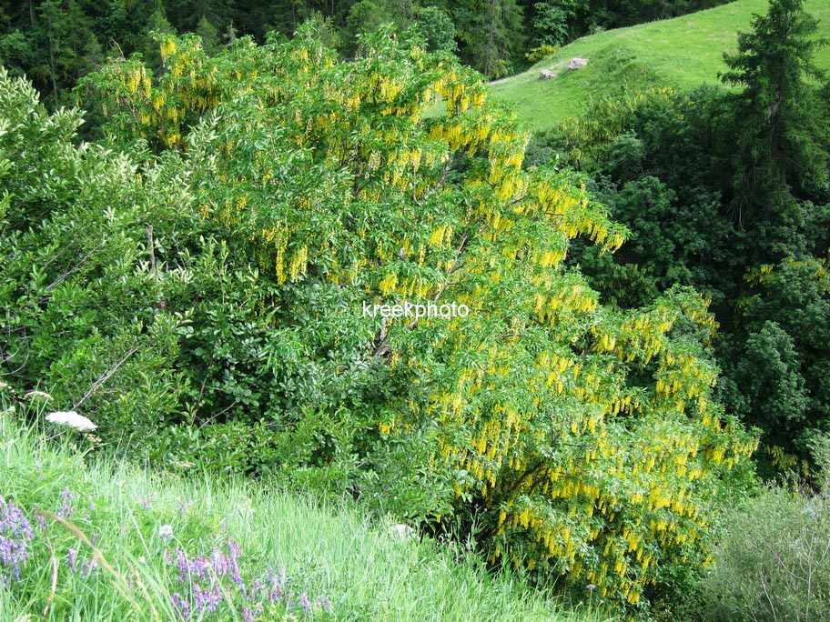 Laburnum anagyroides