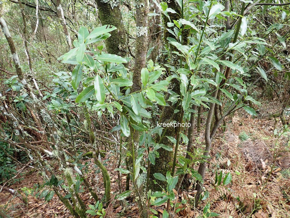 Laurus novocanariensis