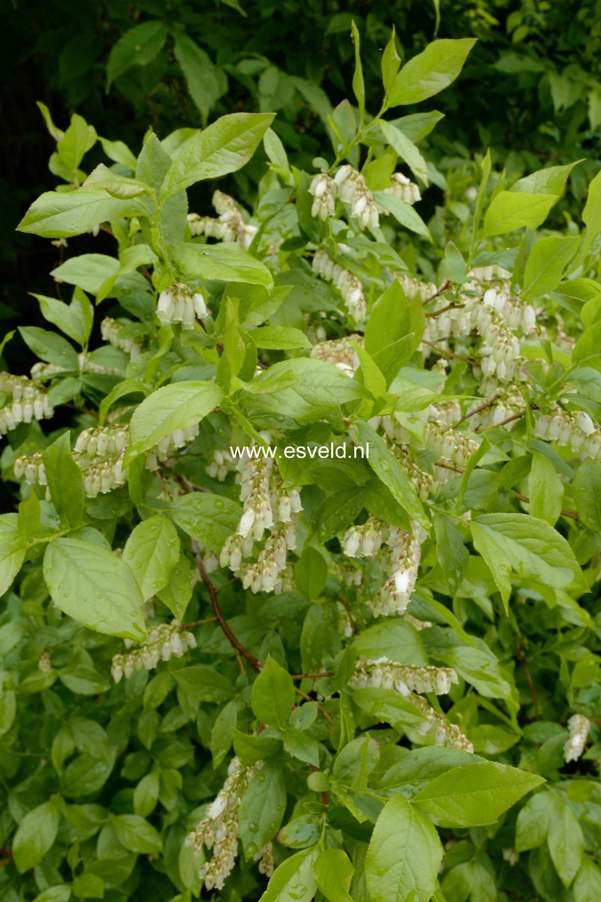 Leucothoe racemosa