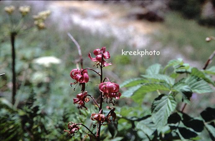 Lilium martagon