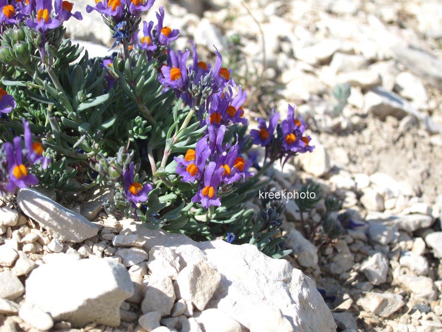 Linaria alpina