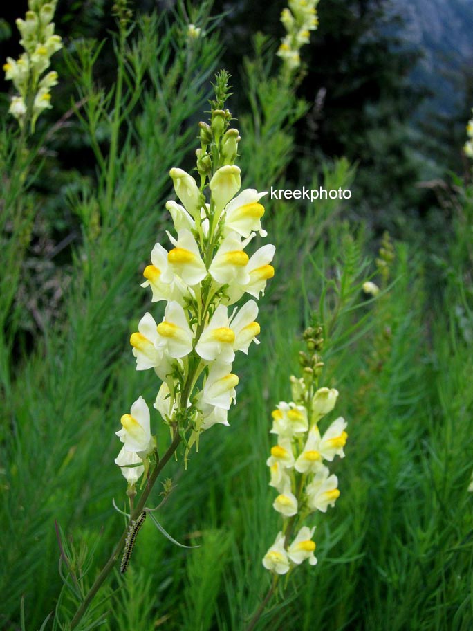Linaria vulgaris