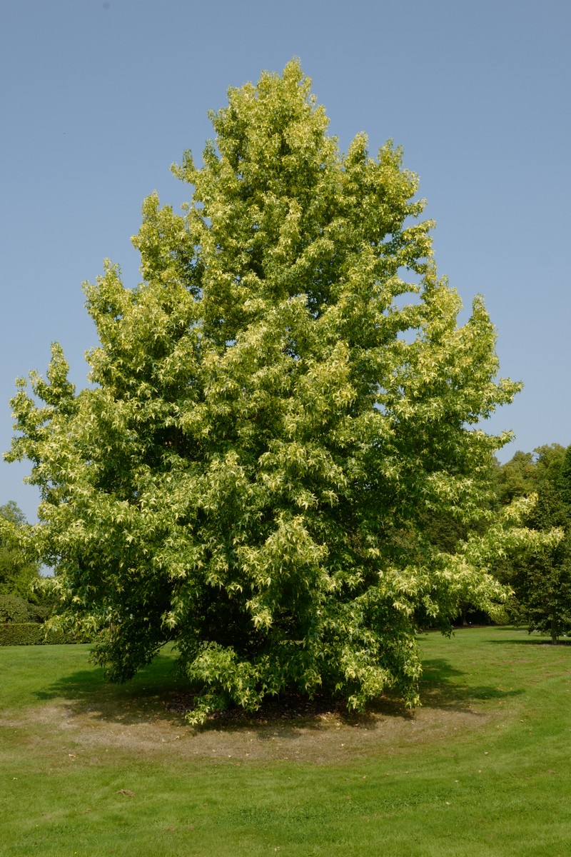 Liquidambar styraciflua 'Aurea'