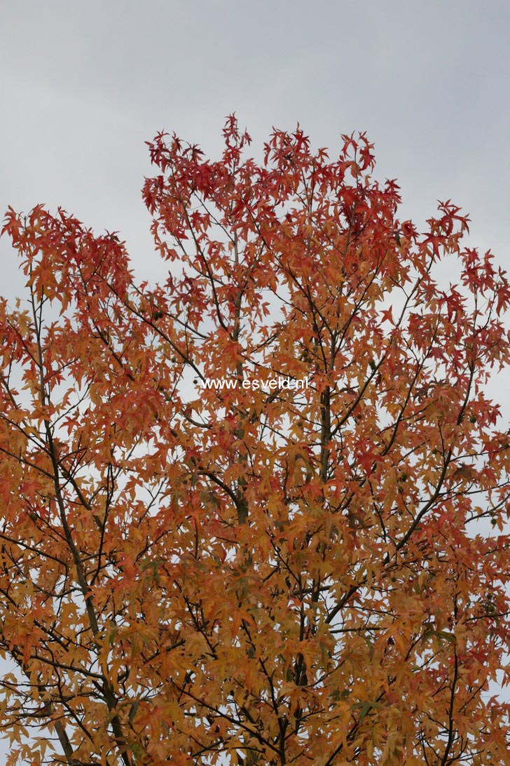 Liquidambar styraciflua 'Parasol'