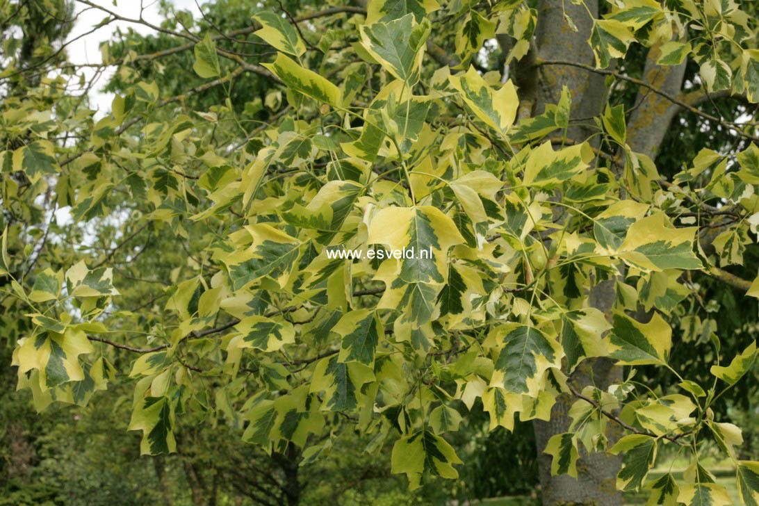 Liriodendron tulipifera 'Aureomarginatum'