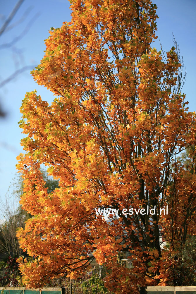 Liriodendron tulipifera 'Fastigiatum'