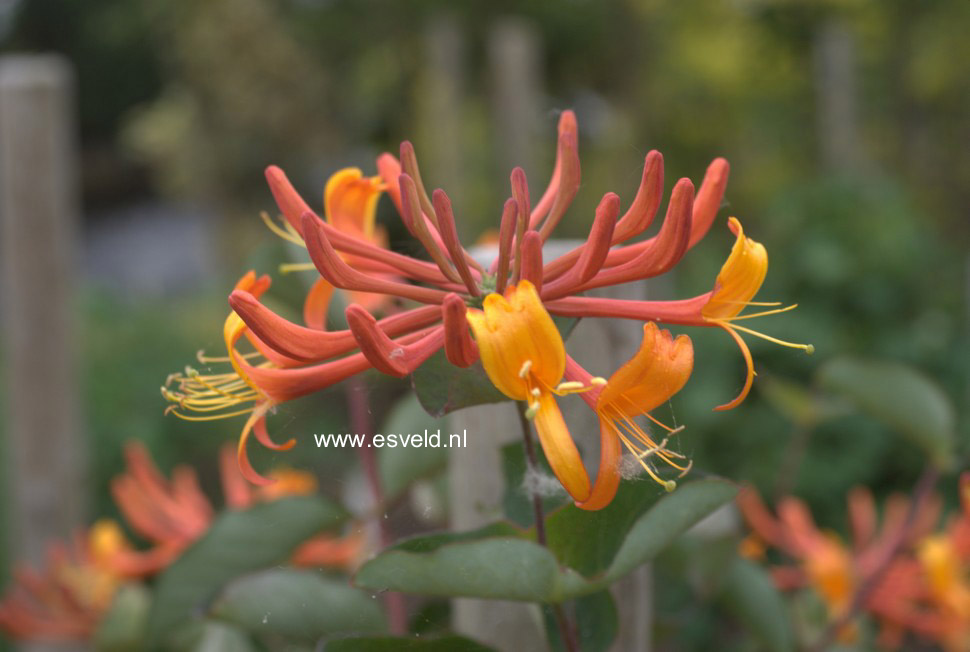 Lonicera 'Mandarin'