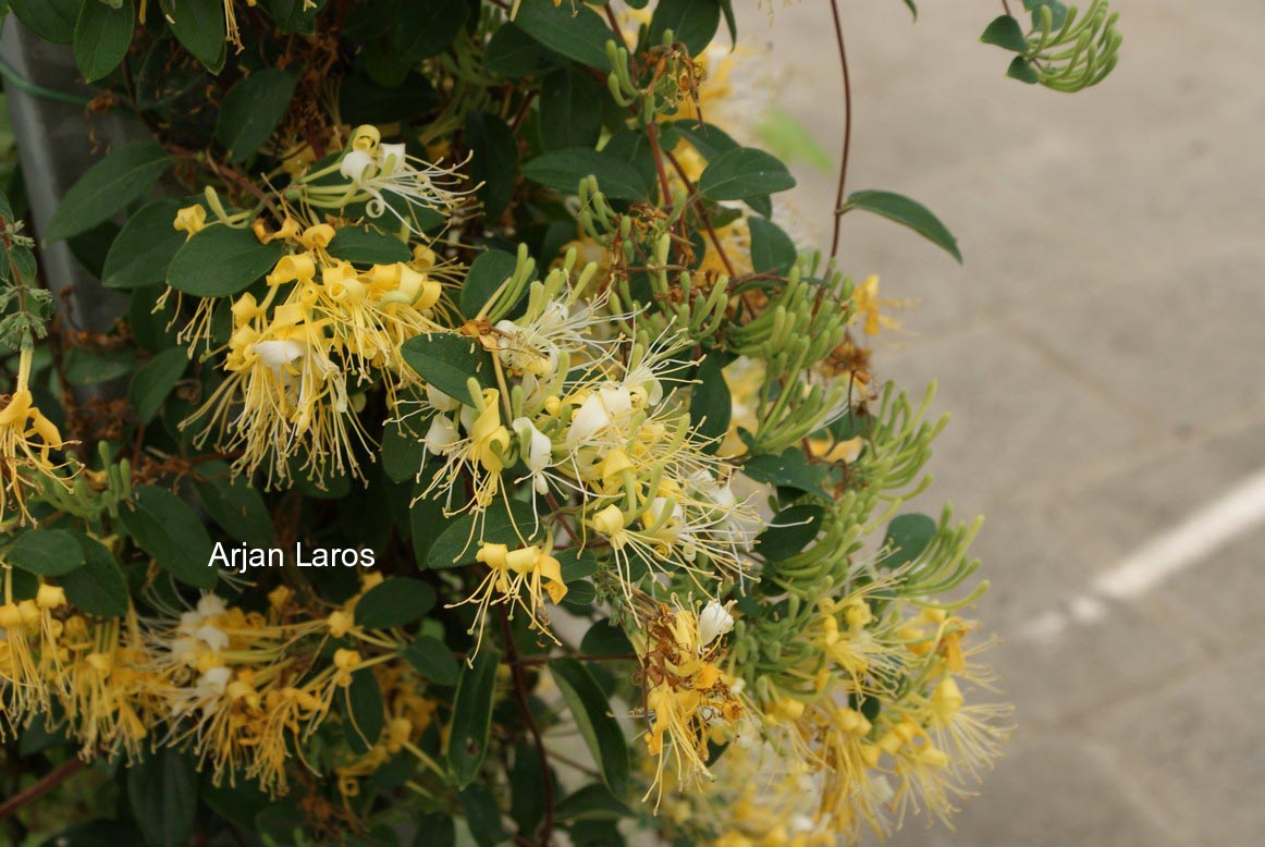 Lonicera japonica 'Genbel' (SWEET ISABELL)