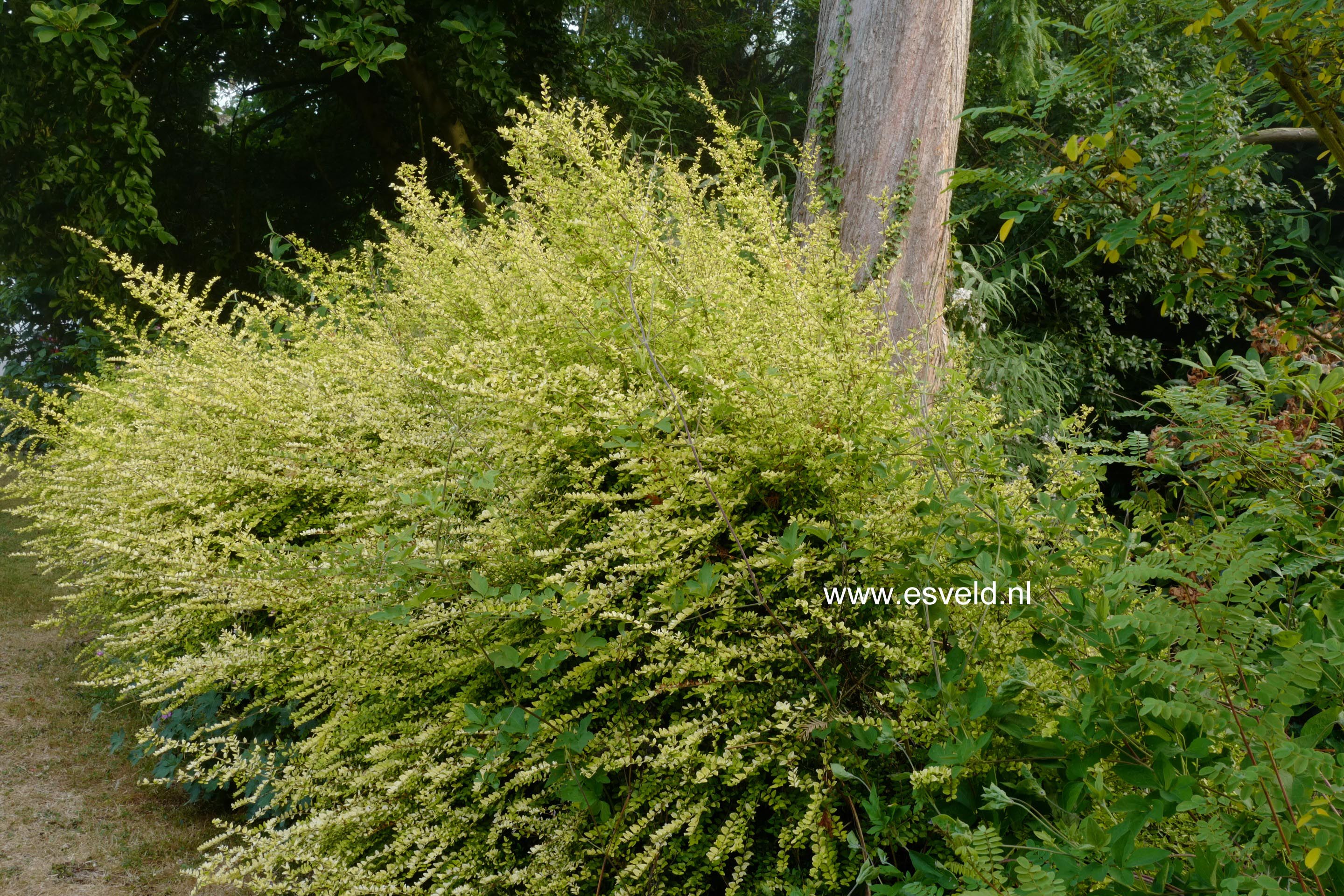 Lonicera nitida 'Baggesen's Gold'
