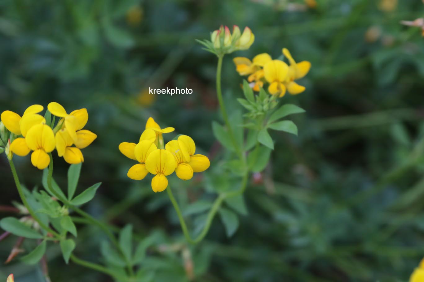Lotus corniculatus