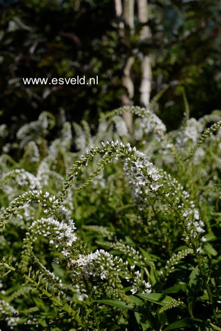 Lysimachia clethroides