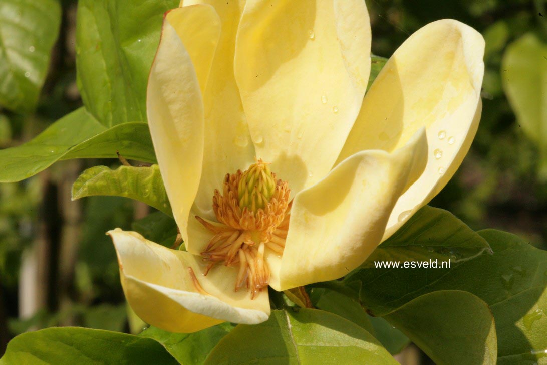 Magnolia brooklynensis 'Yellow Bird'