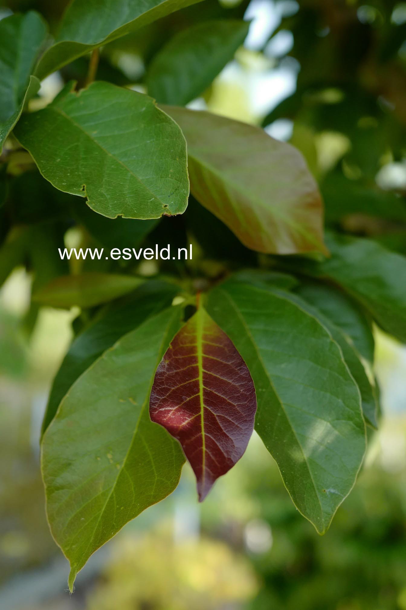 Magnolia kobus 'Esveld Select'