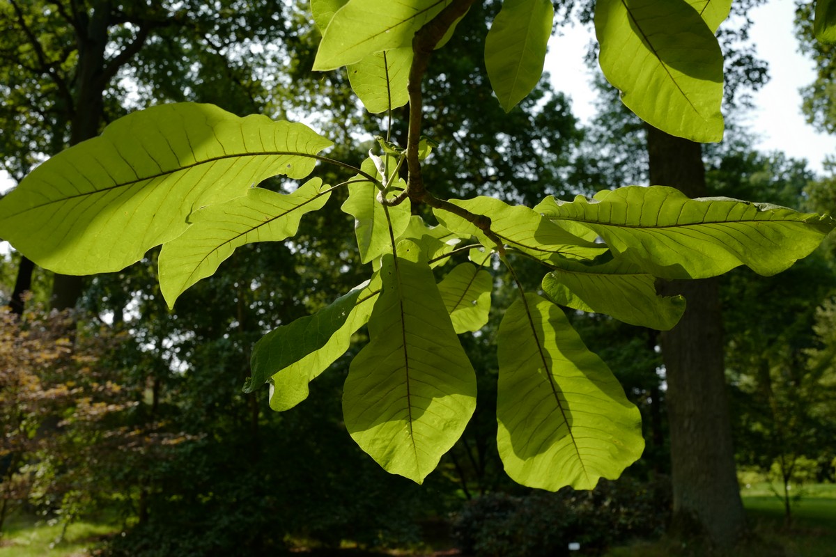 Magnolia macrophylla ssp. ashei