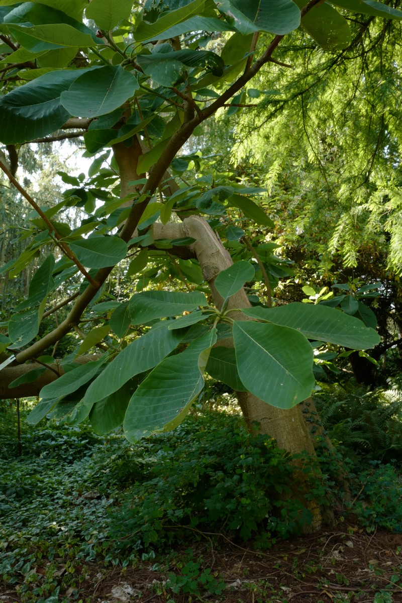 Magnolia obovata