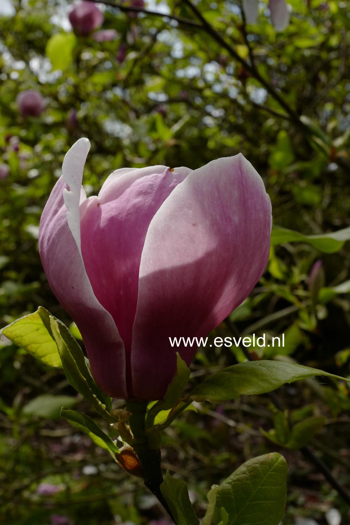 Magnolia soulangeana 'Lennei'