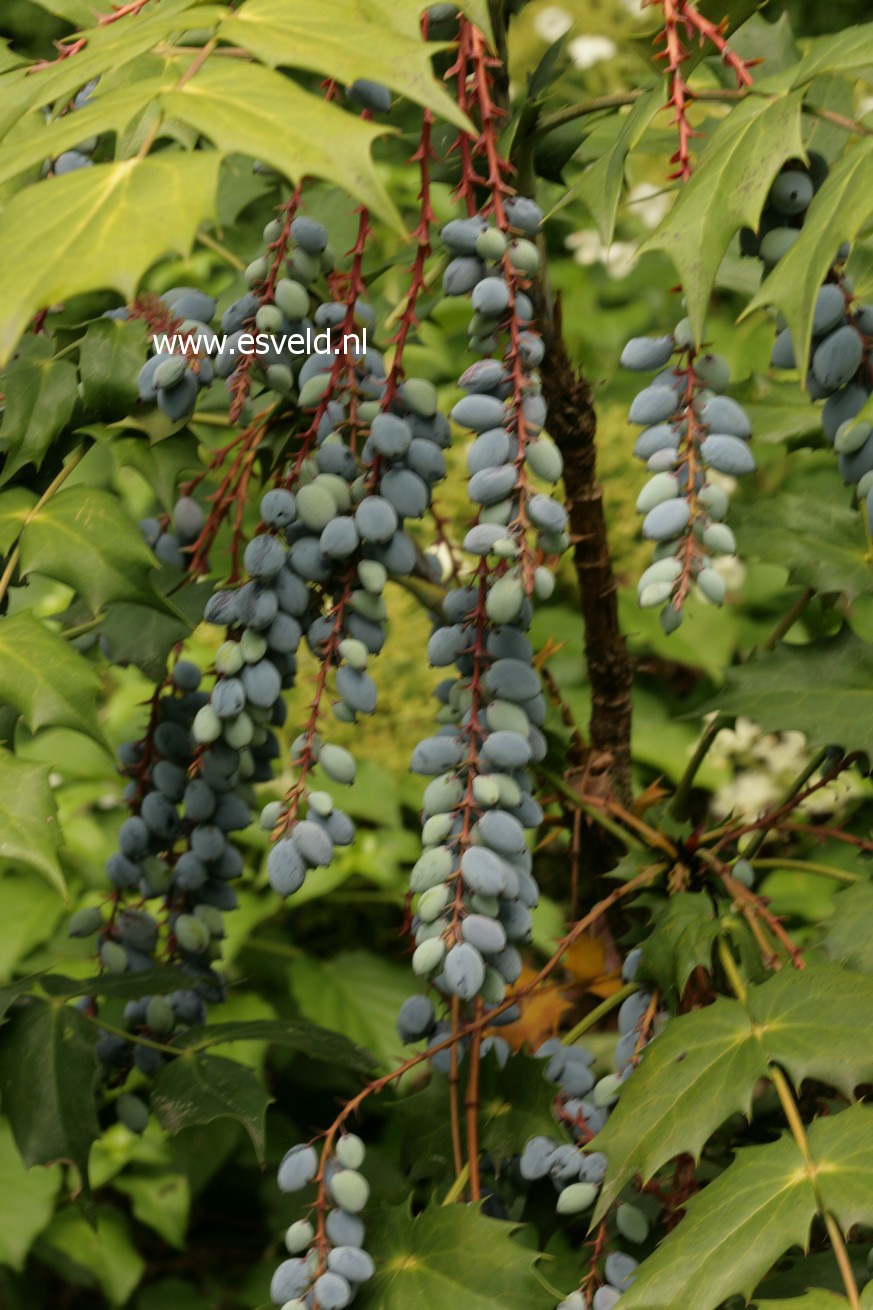 Mahonia japonica