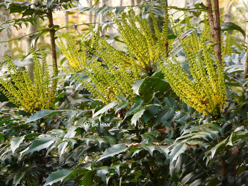 Mahonia media 'Winter Sun'